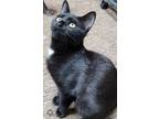 Adopt Bubbles a Black (Mostly) Domestic Mediumhair / Mixed (medium coat) cat in