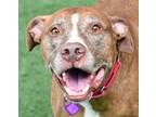 Adopt October 5 a Brown/Chocolate American Pit Bull Terrier / Mixed dog in
