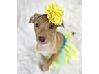 Adopt Aria a Tan/Yellow/Fawn Labrador Retriever / Mixed dog in Picayune