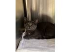 Adopt Tiny a Gray or Blue Domestic Shorthair / Domestic Shorthair / Mixed cat in