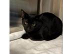 Adopt Magnus a All Black Domestic Shorthair / Domestic Shorthair / Mixed cat in