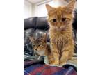 Adopt Kotto & Morty a Orange or Red Tabby Domestic Mediumhair (medium coat) cat