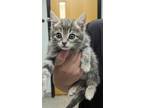 Adopt Rylee a Gray or Blue Domestic Shorthair / Domestic Shorthair / Mixed cat