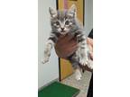 Adopt Rudy a Gray or Blue Domestic Shorthair / Domestic Shorthair / Mixed cat in
