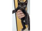 Adopt Otto a All Black Domestic Shorthair / Domestic Shorthair / Mixed cat in