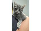 Adopt Todd a Gray or Blue Domestic Shorthair / Domestic Shorthair / Mixed cat in