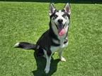 Adopt MARLA a Siberian Husky / Mixed dog in Tustin, CA (38943094)