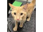 Adopt Ramsey a Domestic Shorthair / Mixed cat in Sheboygan, WI (38957104)