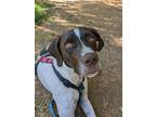 Adopt Forrest a White - with Brown or Chocolate German Shorthaired Pointer /