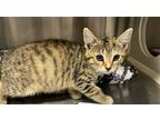 Adopt BUBBLES a Domestic Mediumhair / Mixed (medium coat) cat in Tustin