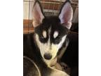 Adopt Brooklyn a Siberian Husky / Mixed dog in Matawan, NJ (38956815)