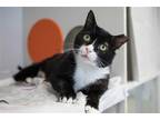 Adopt Sparrow a Black & White or Tuxedo Domestic Shorthair / Mixed cat in New