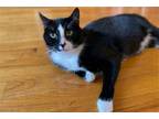 Adopt Scamper a Black & White or Tuxedo Domestic Shorthair / Mixed cat in New