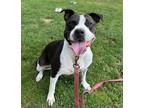 Adopt Callie Bella a Black - with White American Pit Bull Terrier / American