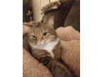Adopt Bella a Domestic Shorthair / Mixed cat in Cleveland, TN (38934804)