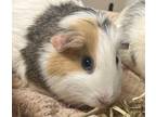 Adopt Cookie Dough a Guinea Pig small animal in Brooklyn, NY (38956200)
