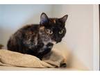 Adopt Fantasia a Tortoiseshell Domestic Shorthair / Mixed (short coat) cat in