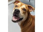 Adopt King a Brown/Chocolate - with White Labrador Retriever / Mixed dog in