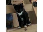 Adopt Cookie a Black & White or Tuxedo Domestic Shorthair / Mixed (short coat)