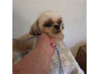 Adopt Moose a Red/Golden/Orange/Chestnut - with White Shih Tzu / Mixed dog in