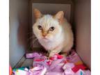 Adopt Cuddles * Bonded With Pokey * a Domestic Shorthair / Mixed cat in