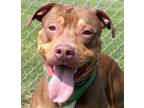 Adopt Tobias a Brown/Chocolate Mixed Breed (Large) / Mixed dog in
