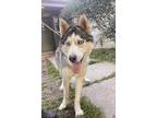 Adopt Cade a Husky / Mixed dog in Port Jervis, NY (38922750)