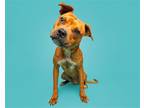Adopt Chase a Mixed Breed (Medium) / Mixed dog in Durham, NC (38949795)