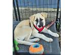 Adopt (bx) Jerry (NDSU) a Mixed Breed (Medium) / Mixed dog in Fargo