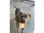 Adopt 53921784 a Gray/Blue/Silver/Salt & Pepper American Pit Bull Terrier /