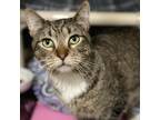 Adopt Oli a Brown or Chocolate American Shorthair / Mixed cat in Bountiful