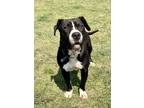 Adopt Uncle Frank a Black - with White American Staffordshire Terrier dog in