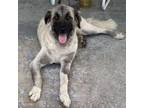 Adopt Ozark a Anatolian Shepherd / Great Pyrenees / Mixed dog in Spring Hill