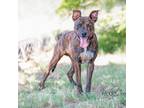 Adopt Ruffus a Brown/Chocolate American Pit Bull Terrier / Mixed dog in Abilene