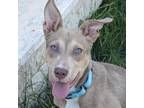 Adopt Fawn a Brown/Chocolate Weimaraner / Mixed dog in San Antonio