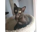 Adopt rogue a All Black Domestic Shorthair / Mixed cat in Chatsworth