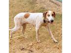 Adopt Hope a White - with Tan, Yellow or Fawn Hound (Unknown Type) / Mixed Breed