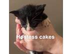 Adopt Hostess Cakes a Domestic Shorthair / Mixed cat in Spring Hill