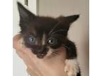 Adopt Zebra Cakes a Domestic Shorthair / Mixed cat in Spring Hill, KS (38945134)