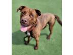 Adopt Mocha a Pit Bull Terrier / Mixed dog in Topeka, KS (38919075)