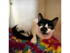 Adopt Julie a Domestic Shorthair / Mixed cat in Silverdale, WA (38942595)
