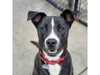 Adopt Billie (Midnight) a Black Mixed Breed (Large) / Mixed dog in Chattanooga