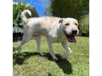 Adopt Darla a White - with Tan, Yellow or Fawn Mixed Breed (Medium) / Mixed dog