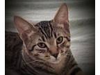 Adopt Mattie Mittens a Gray, Blue or Silver Tabby Domestic Shorthair / Mixed