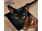 Adopt Kuro Saito a All Black Domestic Shorthair / Mixed (short coat) cat in