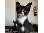 Adopt Triangle - Claremont Location a White Domestic Shorthair / Mixed cat in