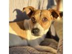 Adopt Bella a White - with Tan, Yellow or Fawn Jack Russell Terrier / Mixed dog