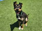 Adopt SCARLETT a Black German Shepherd Dog / Border Collie / Mixed dog in