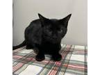 Adopt Biscuit a All Black Domestic Mediumhair / Mixed cat in Livingston
