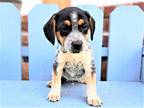 Adopt PUPPY BABY BIG MAC a Tricolor (Tan/Brown & Black & White) Beagle /